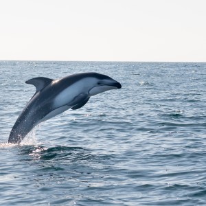 Dolphin leaping out of the ocean against a clear sky.