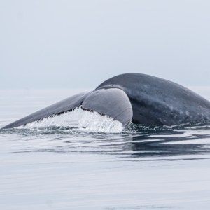 Whale tail emerging from calm water on an overcast day.