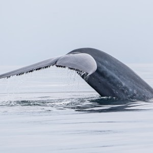 Whale tail emerging from calm ocean waters under a clear sky.