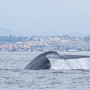 Tail of a whale diving into the sea near a coastal town.