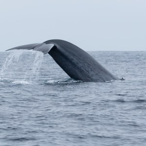Whale tail emerging from ocean, water cascading off its flukes.
