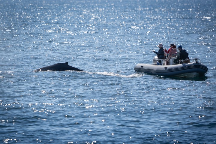 Small boat with people near a whale in the ocean.