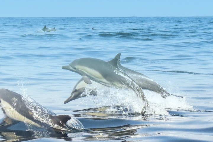 Dolphins jumping out of the ocean water on a clear day.