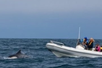 Group in a boat watching a dolphin swim nearby in the ocean.