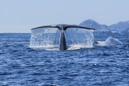 Whale tail emerging from ocean near distant mountains.