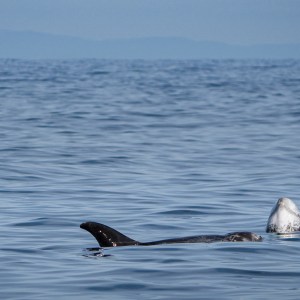 Ocean sunfish with fin and head above water surface