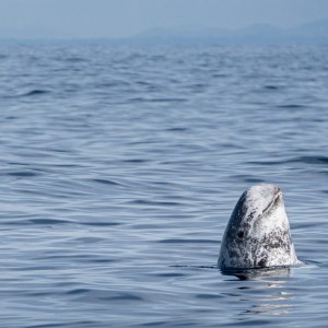Gray whale head emerges from calm ocean waters under clear sky.