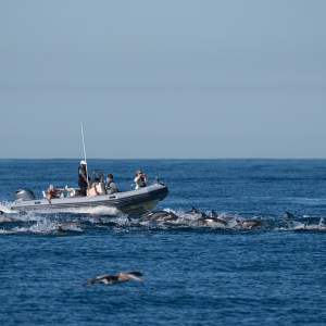 Boat with people surrounded by a large group of dolphins in the ocean.