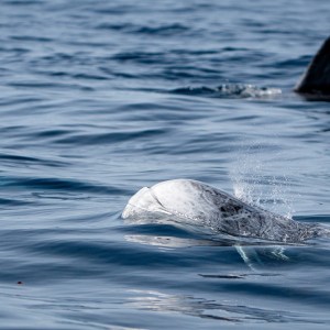 White dolphin surfacing, with dorsal fin in background over blue ocean water.
