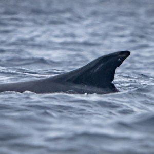 A dolphin fin emerges from rough ocean waters.