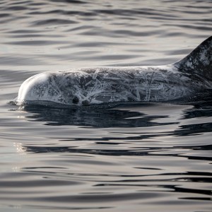 Risso's dolphin swimming with dorsal fin above water.