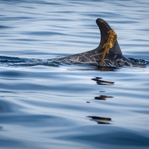 Dolphin fin with seaweed in calm ocean water.