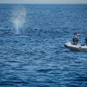 People in a small boat observing whales in the ocean.