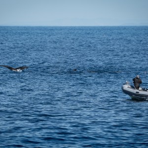 Small boat with people observing a whale tail surfacing in the ocean.