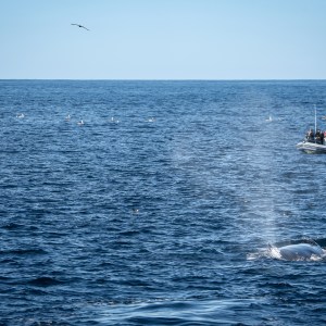 Boat near a whale spouting water in the ocean under a clear sky.