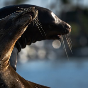 Two sea lions with whiskers near a body of water