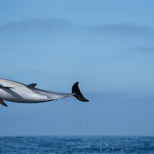 A dolphin leaping out of the ocean against a clear blue sky.