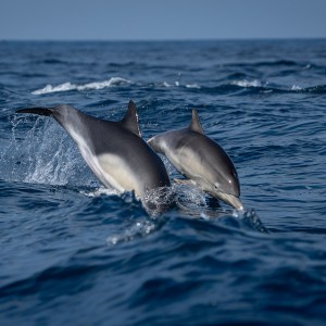 Two dolphins leaping out of the ocean water against a clear blue sky.