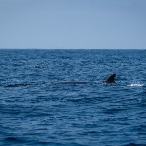 Dorsal fin of a whale above the ocean surface on a clear day.