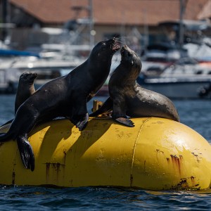 Sea lions and a bird rest on a yellow buoy in a marina.
