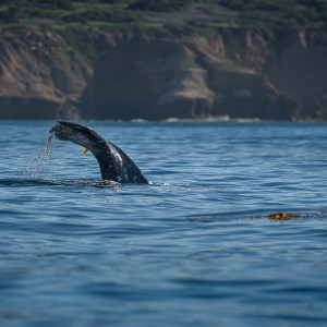 Whale's tail above water near a rocky coastline.