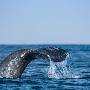 Whale tail emerging from ocean, water splashing.