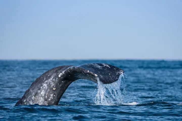Whale tail splashes water as it dives into the ocean.