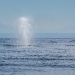 Whale spout spraying water in the ocean under a clear sky.