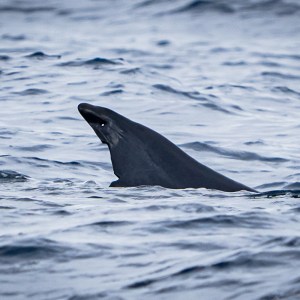 Fin of a marine animal protrudes from the choppy ocean surface.