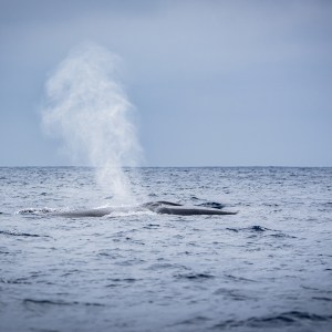 A whale spouting water in the ocean under a cloudy sky.