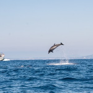 Dolphin leaping near boat on open sea under clear blue sky.