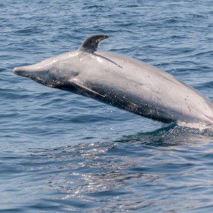 A dolphin leaping out of the ocean with water splashing around.