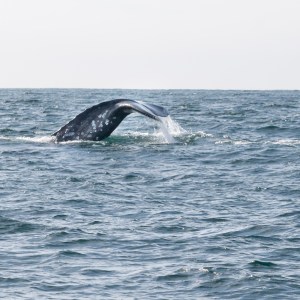 Whale's tail above the ocean surface against a clear sky.