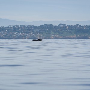 Whale tail in ocean with distant hilly coastline.