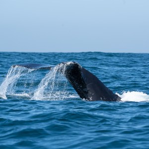 Whale tail above ocean water against blue sky.