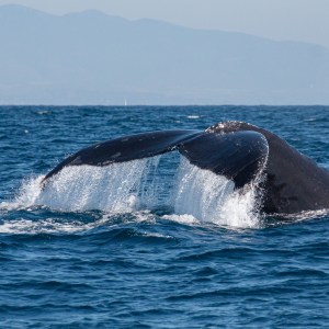 Whale tail above ocean surface with mountains in the background.