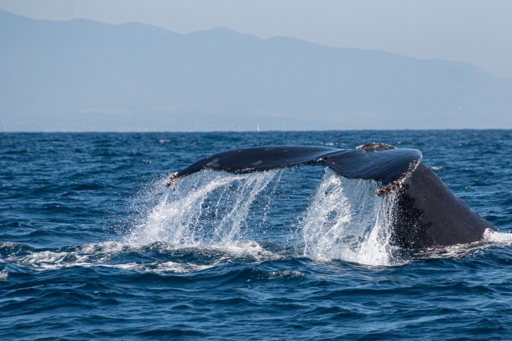 Whale's tail splashing in the ocean with distant mountains.