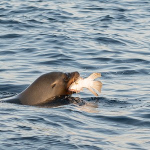 Seal in water with fish in its mouth.