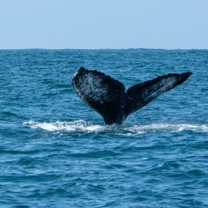 Whale tail above ocean surface against a clear blue sky.