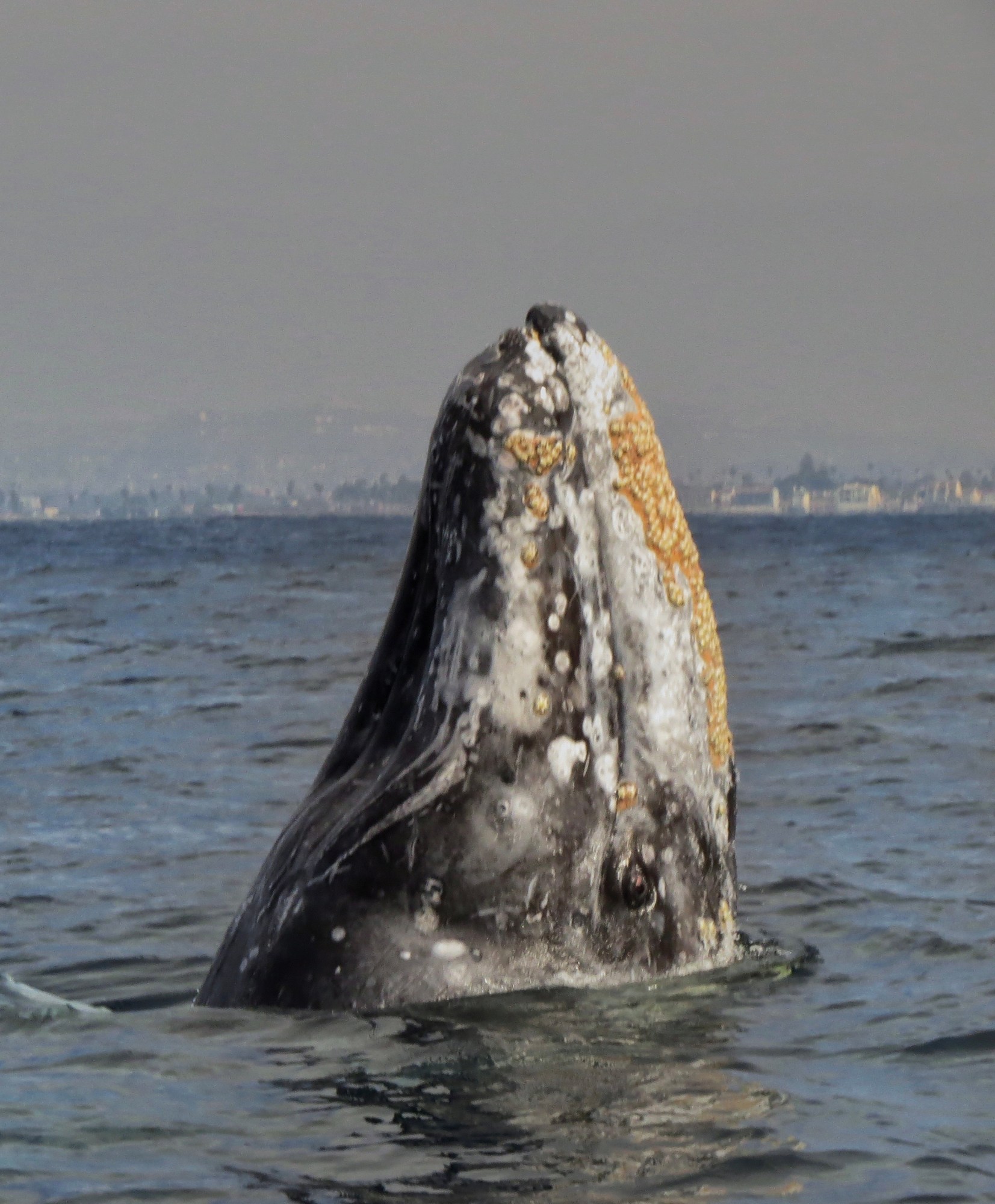 Gray whale breaching the ocean surface near the shore.