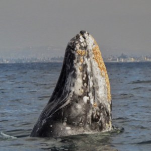 Gray whale breaching the ocean surface near the shore.