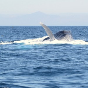 Whale's tail fin visible as it dives into the ocean water.