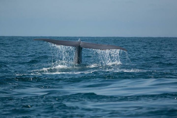 Whale tail above ocean surface, water splashing.