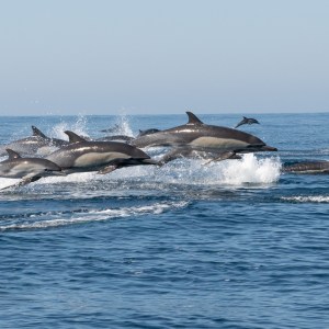 Pod of dolphins leaping in the ocean under a clear sky.