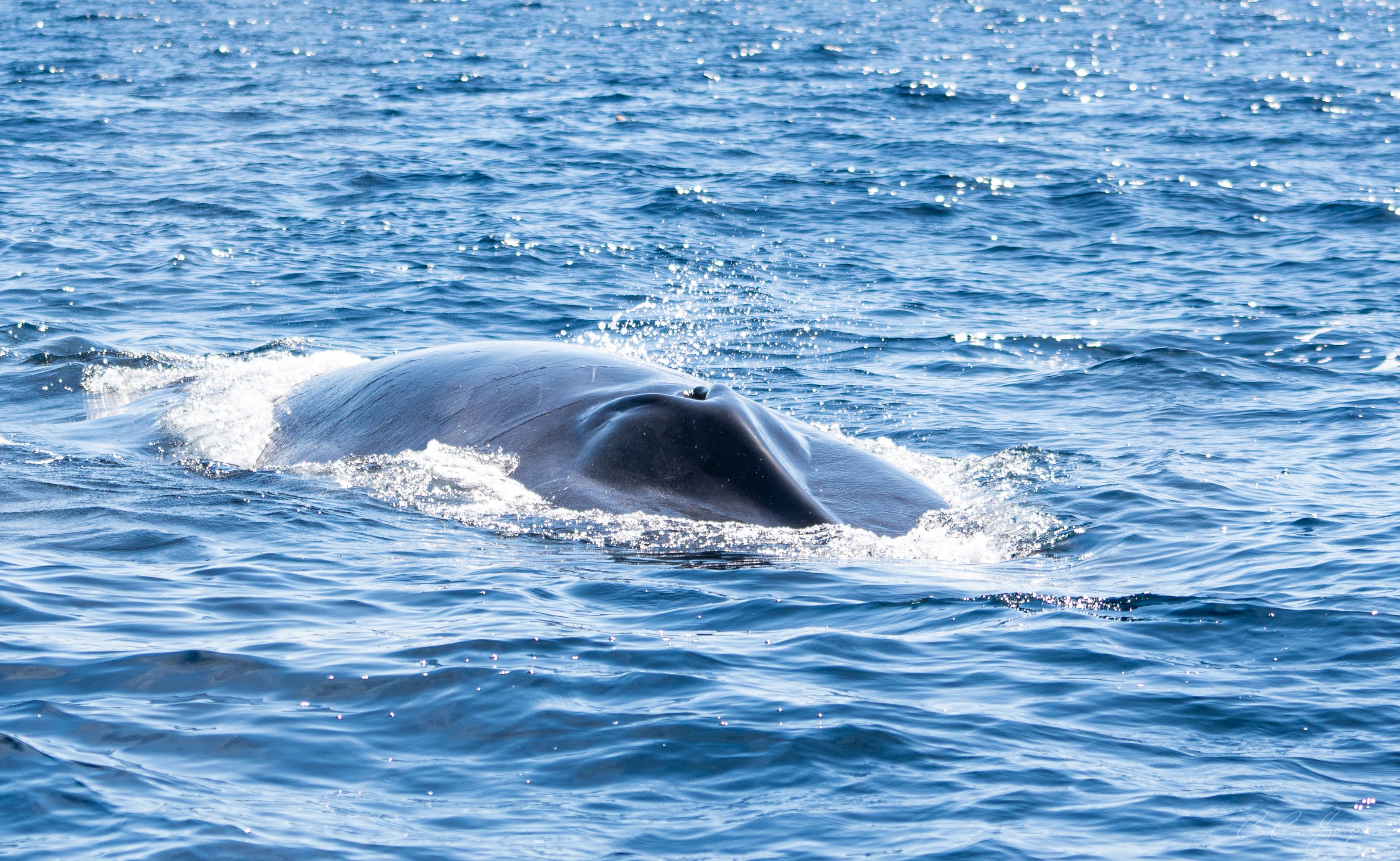 A whale's back surfacing in the ocean, creating small waves.