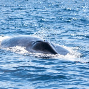 A whale's back surfacing in the ocean, creating small waves.