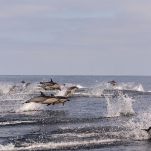 A pod of dolphins leaping out of the ocean creating splashes.