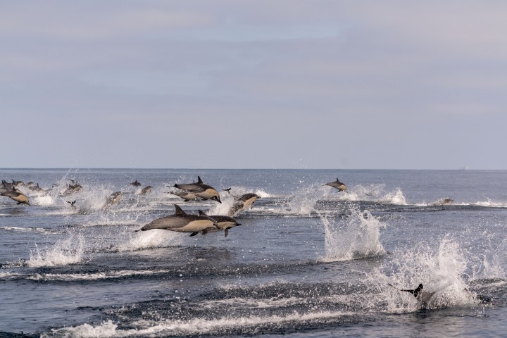 A pod of dolphins leaping out of the ocean creating splashes.