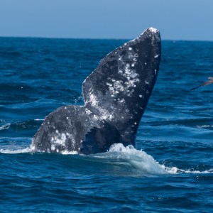 Whale's tail emerging from ocean waves under a clear sky.