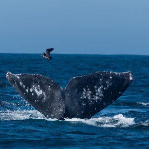 Whale tail above ocean with a bird flying overhead.